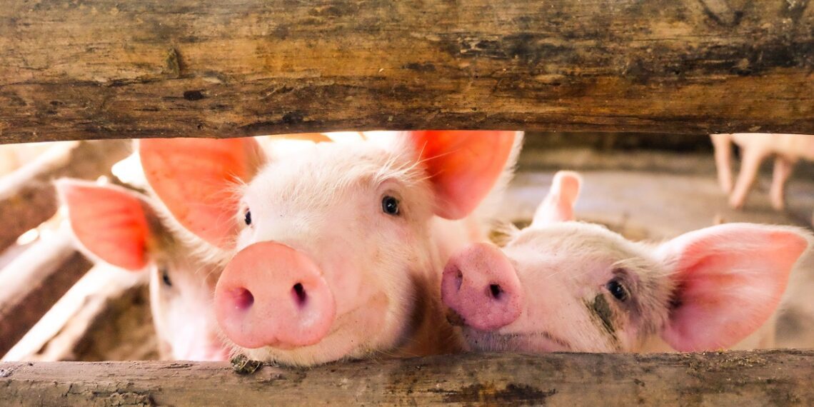 Katsefarm. Foto: Shutterstock