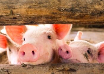 Katsefarm. Foto: Shutterstock