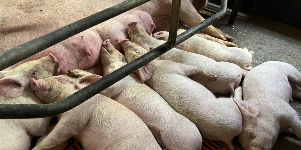 Kahenädalased põrsad koos emaga. Foto: Ulve Märtson