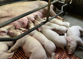 Kahenädalased põrsad koos emaga. Foto: Ulve Märtson