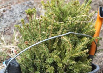 Metsaistutus kui loterii. Kuigi tavaks on metsa istutada kevaditi, on järjest populaarsem ka sügisene istutus. Näiteks kuusetaimi sobib kindlasti sügisel istutada. Foto: Metsaühistu