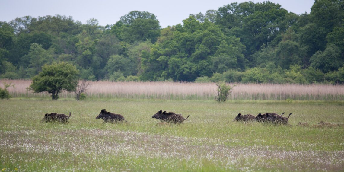 Käes on sigade Aafrika katku kõrghetk. Foto: Shutterstock