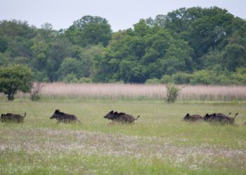 Käes on sigade Aafrika katku kõrghetk. Foto: Shutterstock