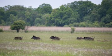 Käes on sigade Aafrika katku kõrghetk. Foto: Shutterstock