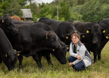 Loomaarstide nappus pitsitab aina tugevamalt. Lihaveiseid kasvatav Jane Mättik on õnnega koos, sest tema loomadel on oma ihuarst. Foto: Eero Vabamägi /Postimees / Scanpix