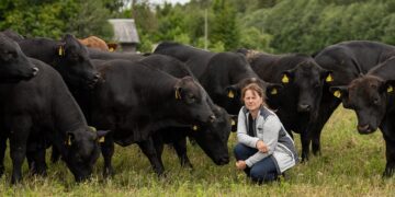 Loomaarstide nappus pitsitab aina tugevamalt. Lihaveiseid kasvatav Jane Mättik on õnnega koos, sest tema loomadel on oma ihuarst. Foto: Eero Vabamägi /Postimees / Scanpix