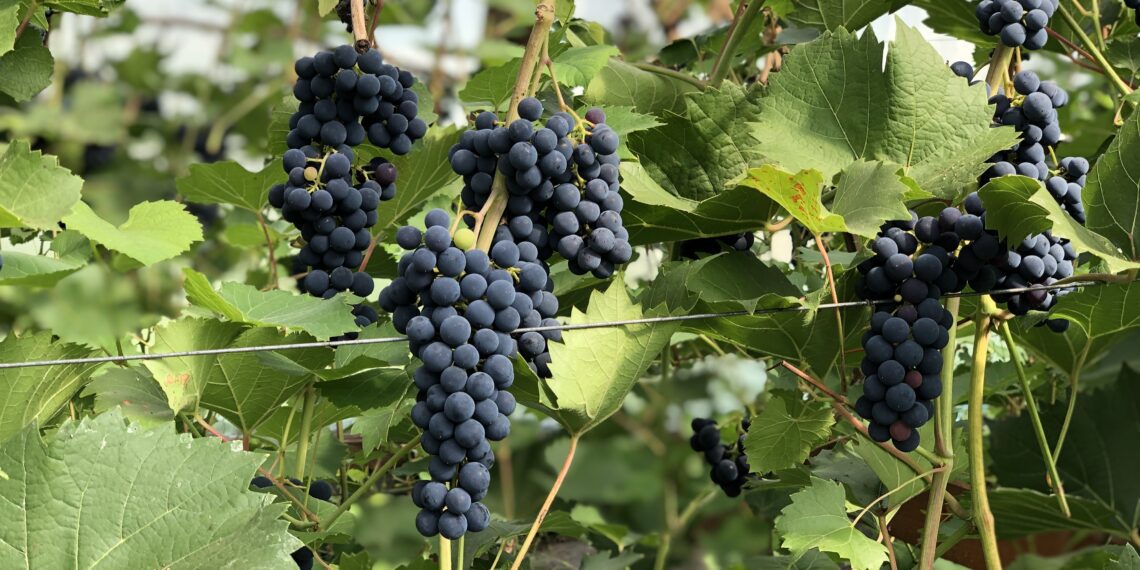 Eesti veinimaailma särav tõus. Foto: EPKK