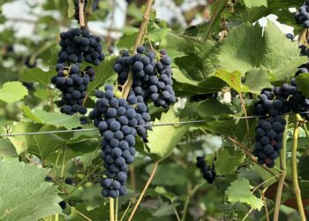 Eesti veinimaailma särav tõus. Foto: EPKK