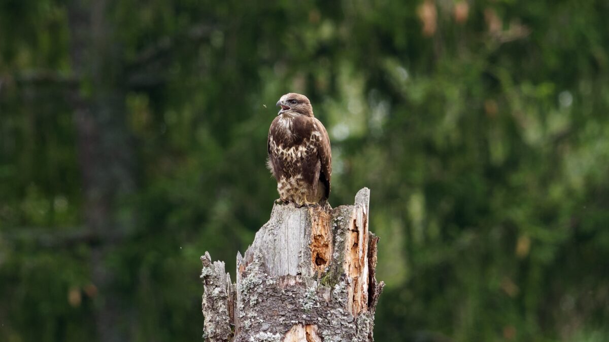 Hiireviu kuulub Eestis III kaitse-
kategooriasse. Metsaomanikele algab looduskaitseliste piirangute hüvitiste taotlemine 4. aprillil. Foto: Mait Hendrikson