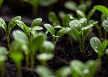 Taastav põllumajandus. Foto: Pixabay