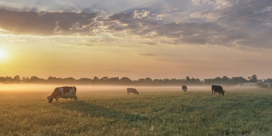 e-pria. Foto: Shutterstock