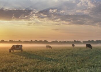 e-pria. Foto: Shutterstock