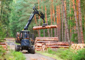 Metsanduspoliitika. Foto: Shutterstock