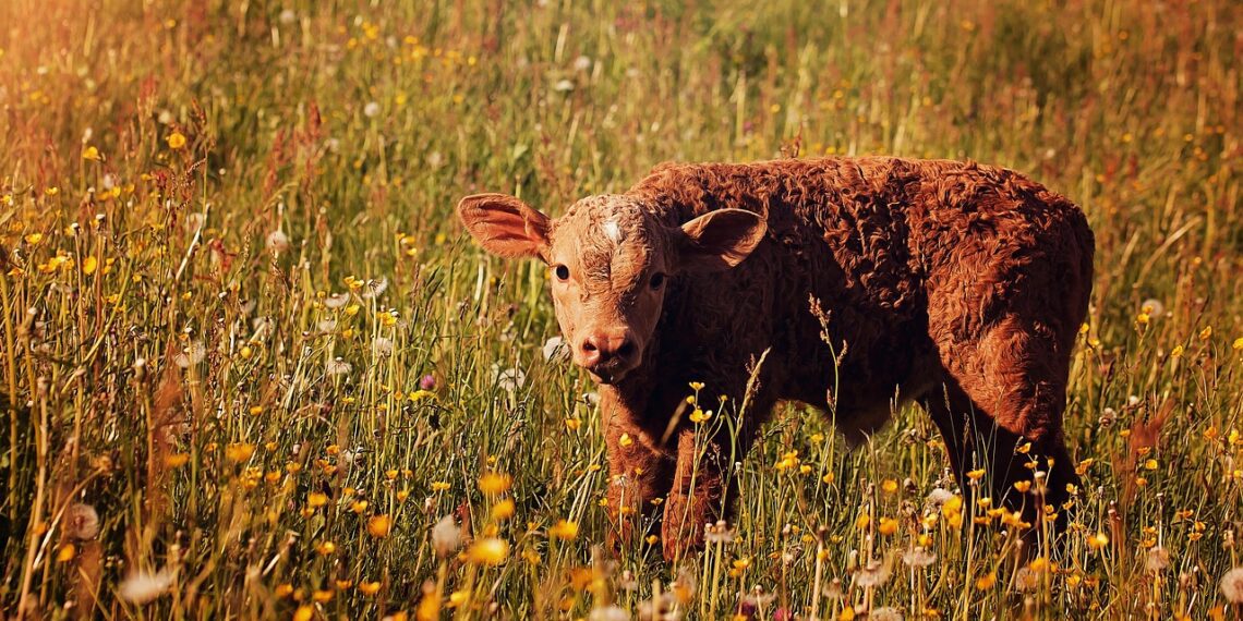 Loomakasvatuse otsetoetuste taotlusi saab esitada 02. märtsist. Foto: Pixabay