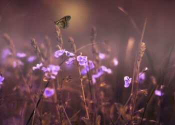 Riik leevendab põllumeeste pindala- ja loomatoetuste taotlemisega kaasnevaid nõudeid. Foto: Pixabay