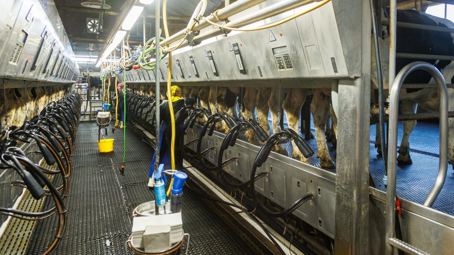 Üle kõige hindavad lehmad rutiini. Nende sisemine kell teab täpselt, millal jõuab kätte lüpsiaeg. Foto: Arvo Meeks, Lõuna-Eesti Postimees / Scanpix
