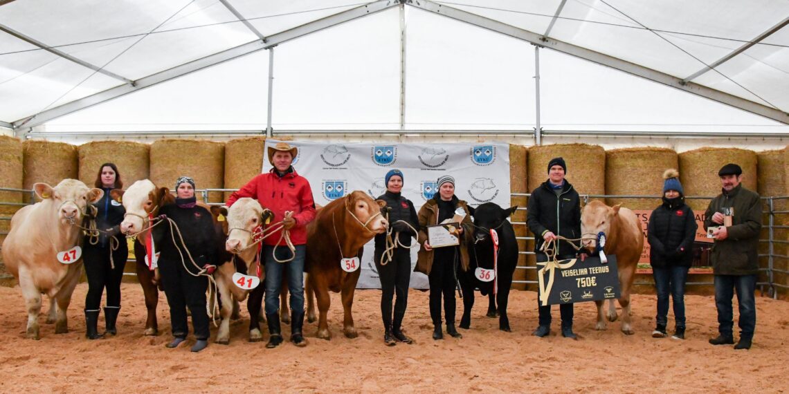 Jõudluskatse raames selgitati 5. aprillil välja parim noorpull. Kõikide tõugude lõikes valiti Champion Of The All Breeds ringis ehk finaalis võitjaks Topi Tõukari OÜ akviteeni hele tõugu pull TK Universal (fotol paremalt esimene loom). Foto: Triin Laanemägi