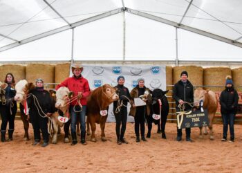 Jõudluskatse raames selgitati 5. aprillil välja parim noorpull. Kõikide tõugude lõikes valiti Champion Of The All Breeds ringis ehk finaalis võitjaks Topi Tõukari OÜ akviteeni hele tõugu pull TK Universal (fotol paremalt esimene loom). Foto: Triin Laanemägi
