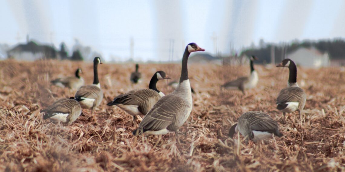 Haneliste kevadine heidutusjaht on põllumeeste kogemust mööda efektiivseim haneliste põldudelt peletamise võte. Foto: Shutterstock