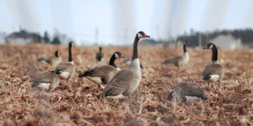 Haneliste kevadine heidutusjaht on põllumeeste kogemust mööda efektiivseim haneliste põldudelt peletamise võte. Foto: Shutterstock