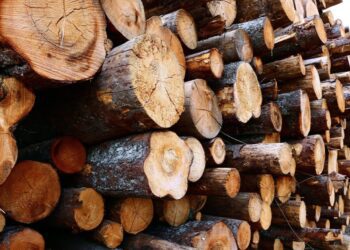 Metsateatiste eest tuleb alates juulist hakata maksma riigilõivu. Foto: Shutterstock