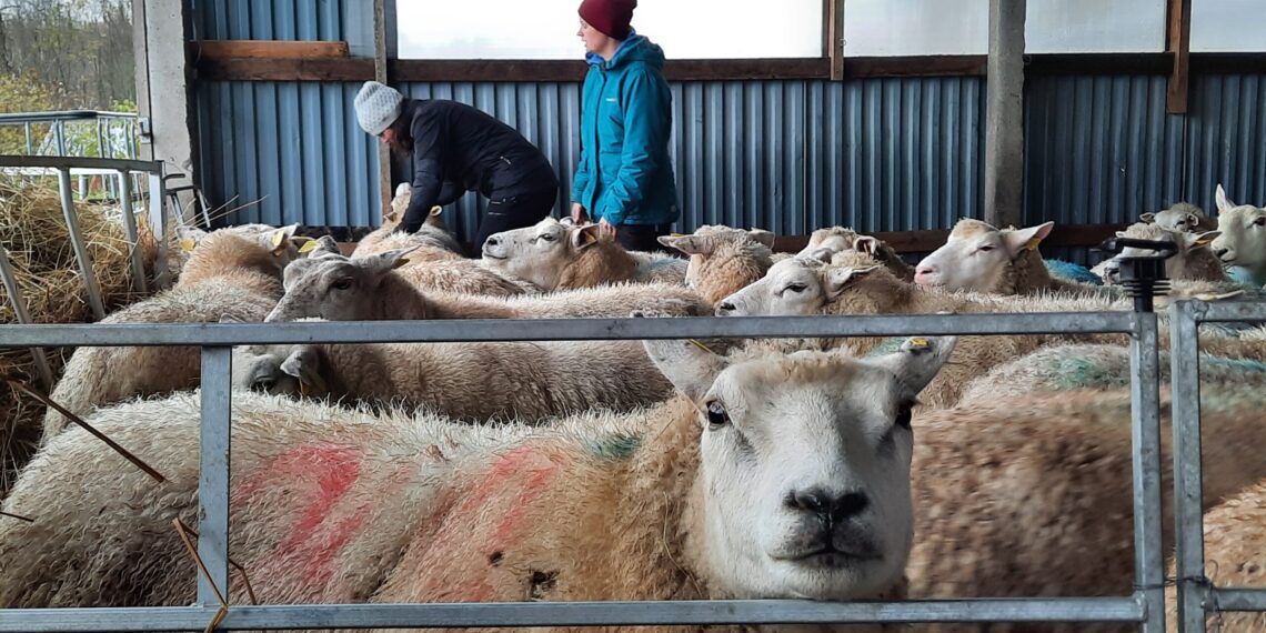 Eesti Põllumajandus-Kaubanduskoda annab teada, millal toimuvad kutseeksamid 2024. aastal.