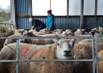 Eesti Põllumajandus-Kaubanduskoda annab teada, millal toimuvad kutseeksamid 2024. aastal.