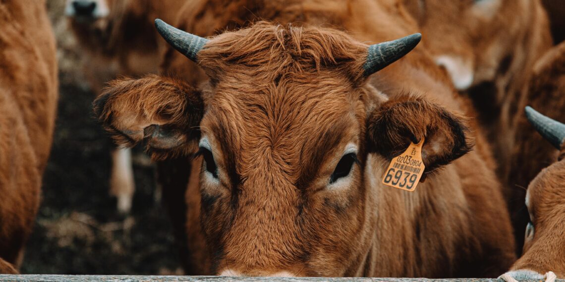 Kes kontrollib PRIAt?. Foto: Pexels