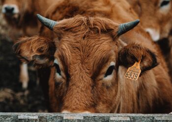 Kes kontrollib PRIAt?. Foto: Pexels