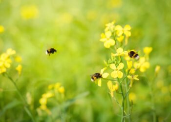 Natura 2000 on üleeuroopaline kaitsealade võrgustik, mille eesmärk on tagada haruldaste või ohustatud lindude, loomade ja taimede ning nende elupaikade ja kasvukohtade säilimine pikas perspektiivis. Foto: Shutterstock