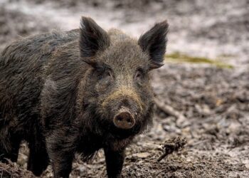 Metssiga. Foto: Pixabay