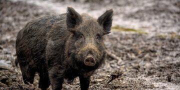 Metssiga. Foto: Pixabay