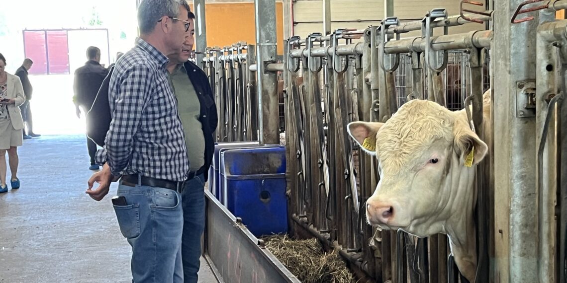 2023. a käivitas Põllumajanduskoda Eesti Tõuloomakasvatajate Ühistuga (ETKÜ) rahvusvahelise koostööprojekti BreedExpo2. Külalised vaevad šarolee tõugu pulli omadusi. Foto: EPKK