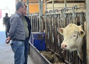 2023. a käivitas Põllumajanduskoda Eesti Tõuloomakasvatajate Ühistuga (ETKÜ) rahvusvahelise koostööprojekti BreedExpo2. Külalised vaevad šarolee tõugu pulli omadusi. Foto: EPKK