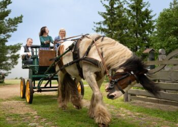 Avatud taludesse tehti nädalavahetusel rekordarv külastusi. Foto: Aivo Kallas / Regionaal- ja Põllumajandusministeerium