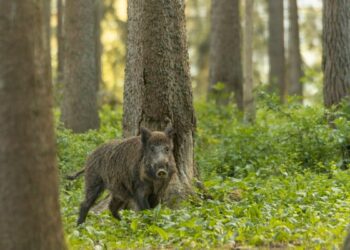 Sigade Aafrika katk levib jõudsalt