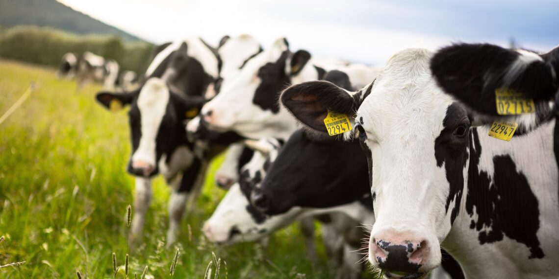 Loomapidajad pääsevad liigsetest klõpsudest. Foto: Shutterstock