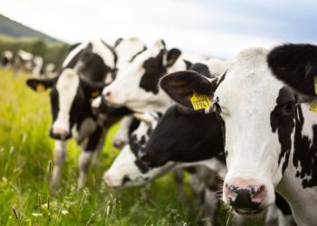 Loomapidajad pääsevad liigsetest klõpsudest. Foto: Shutterstock