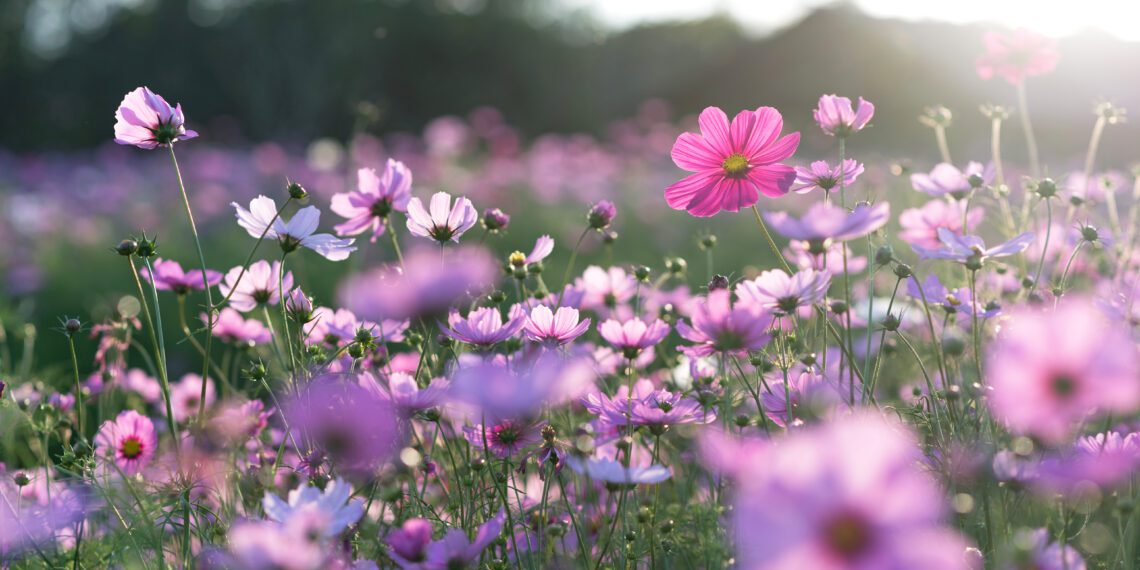 Uus stipendium tulevaste aednike haridustee toetamiseks. Foto: Shutterstock
