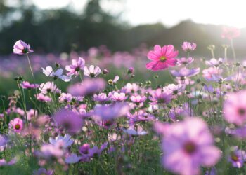 Uus stipendium tulevaste aednike haridustee toetamiseks. Foto: Shutterstock