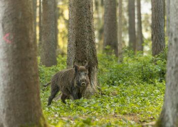 Eriti ohtlik loomataud sigade Aafrika katk põhjustab kõigile probleeme, ent ühine võitlus on siiani andnud tulemusi. Foto: Noah Meinzer / Pixabay