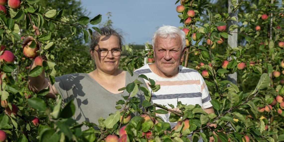Viimastel aastatel on konkurents olnud eriti tugev just alternatiivtalude kategoorias, kus on osalenud mitmed tuntud ja tunnustatud väiketöötlejad. 2023. aastal pälvis parima alternatiivtalu auhinna KODAS siidritalu, kus toimetavad Tea ja Sulev Nõmmann. Fotod: Kaul Nurm
