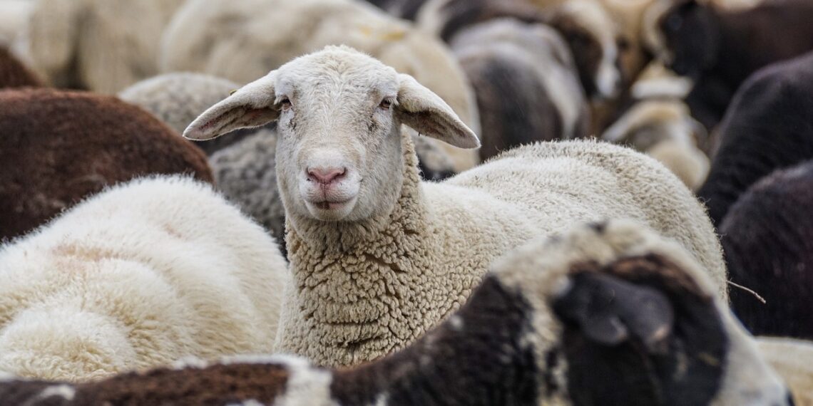 Kreekas ja Rumeenias levib eriti ohtlik loomataud väikemäletsejaliste katk. Foto: Pixabay