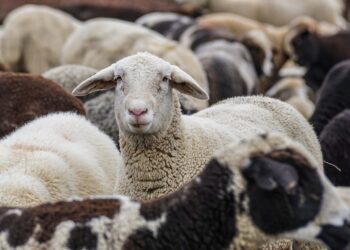 Kreekas ja Rumeenias levib eriti ohtlik loomataud väikemäletsejaliste katk. Foto: Pixabay