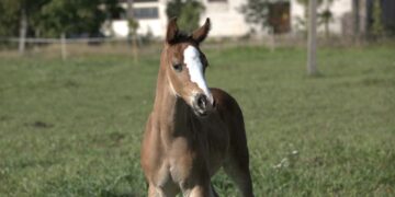 Eesti esimene katseklaasivarss Endex. Foto: Eesti Maaülikool