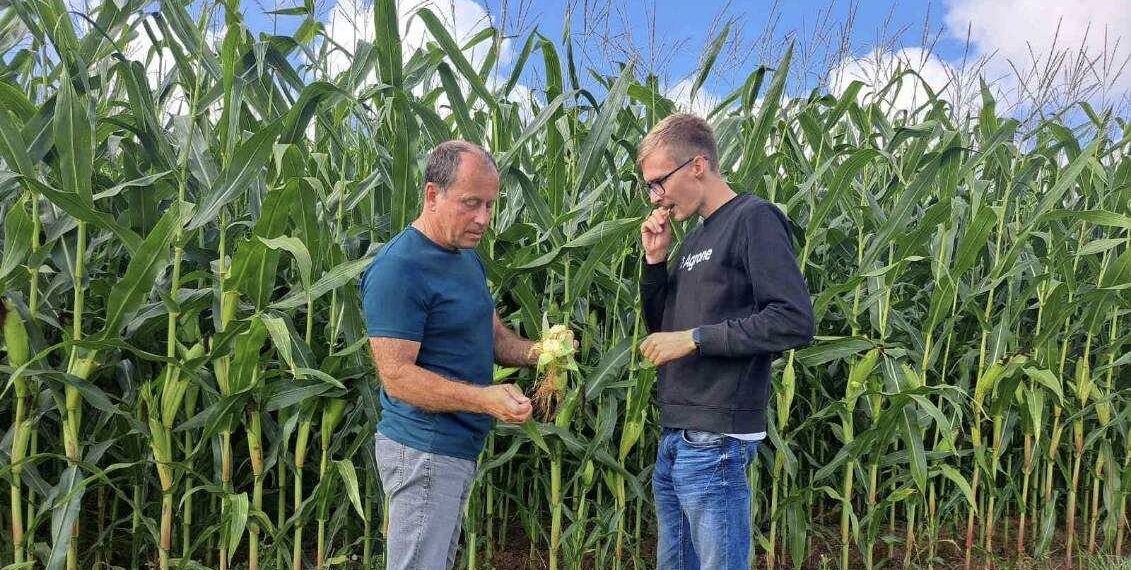 Lõuna-Eestis võib sööda varumisega rahul olla, saartel mitte. Hummuli Agro OÜ taimekasvatusjuht Martin Hammerbeck ja Are Selge maisi küpsust hindamas. Foto: Hummuli Agro