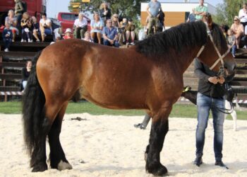 Eesti Tõuloomakasvatuse Liidu korraldatud Tõuloom 2024 näitusel valiti publiku lemmikuks Eesti raskeveohobune Põllumees Maximus. Foto: ETLL / Alo Tänavots