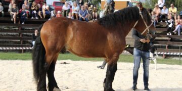 Eesti Tõuloomakasvatuse Liidu korraldatud Tõuloom 2024 näitusel valiti publiku lemmikuks Eesti raskeveohobune Põllumees Maximus. Foto: ETLL / Alo Tänavots