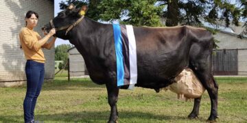Augustis püstitas parima eluajatoodangu rekordi Tartu Agro AS Rahinge farmist pärit eesti punast tõugu lehm Killi. Foto: Eesti Tõuloomakasvatajate Ühistu