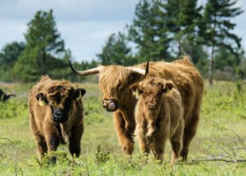 Eesti Põllumajandus-Kaubanduskoda pakub võimalust taotleda ametlikult tunnustatud kutseid looma- ja taimekasvatajatele, aga ka põllumajandustehnika spetsialistidele ning veterinaaridele. Foto: ETKÜ
